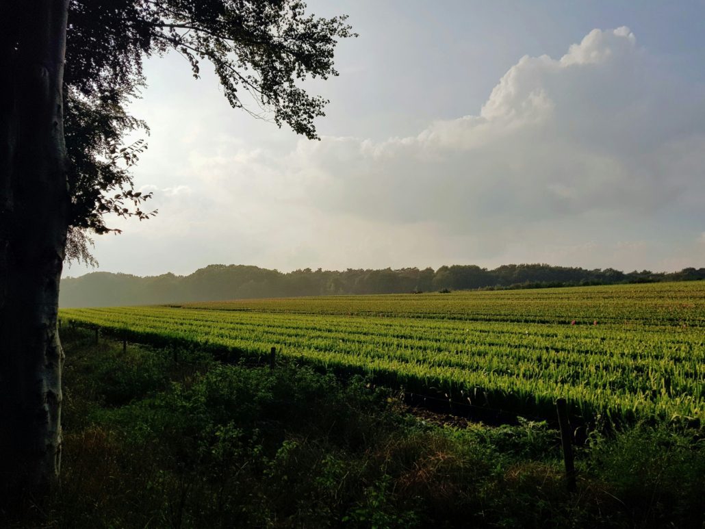 Duurzame pachtuitgifte