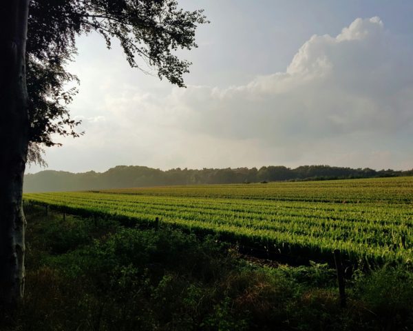 Haal meer uit landbouw